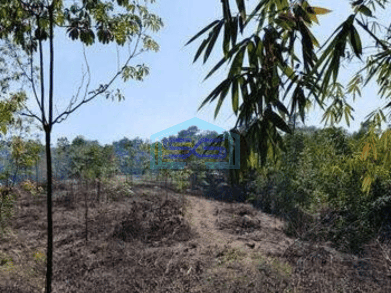 Dijual Tanah Bisa Untuk Gudang Harga Murah di Cipanas Lebak Banten