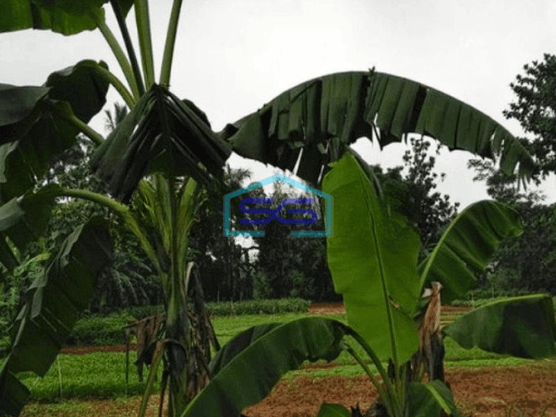 Dijual Tanah cCocok Untuk Industri Kecil, Masuk Truk di Gunung Sindur Bogor LT 2000m2