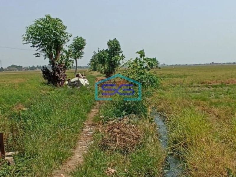 Dijual Tanah sawah di ketapang kendal Luas Tanah 5821m2
