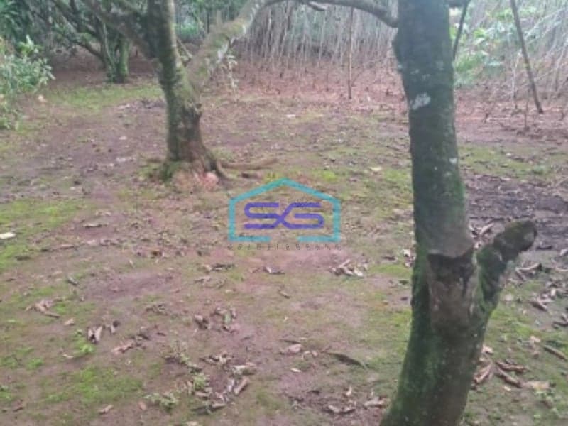 Dijual Tanah di Cibeteng Udik Ciseeng Bogor Luas Tanah 2000m2