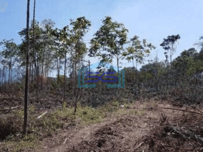 Dijual Tanah Bisa Untuk Gudang Harga Murah di Cipanas Lebak Banten