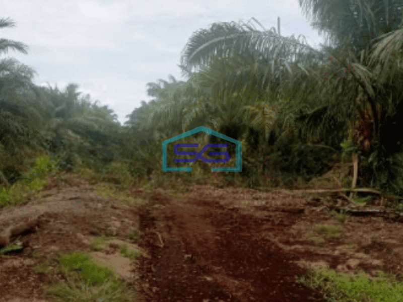 Dijual Tanah Kebun Sawit 263Ha Di Pelalawan Riau