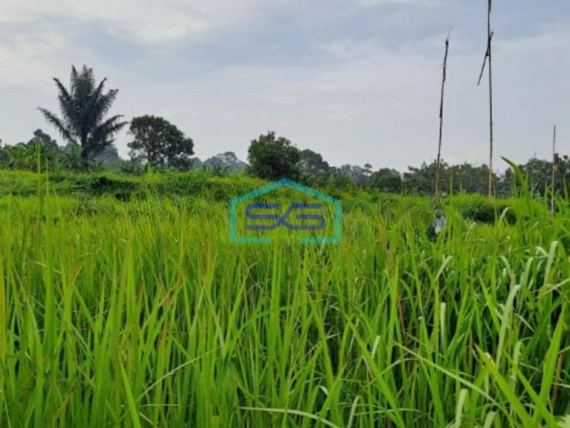 Dijual Tanah Bagus di Jalan Raya Cihdeng Kec Cijeruk Bogor LT 12000m2