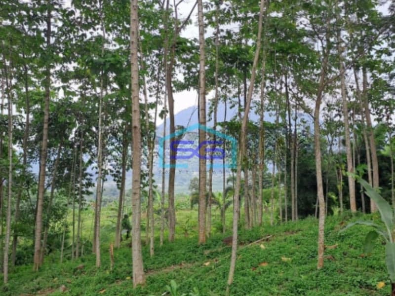 Dijual Tanah di Jalan Raya Desa Bojongkoneng Bogor Luas Tanah 1500m2