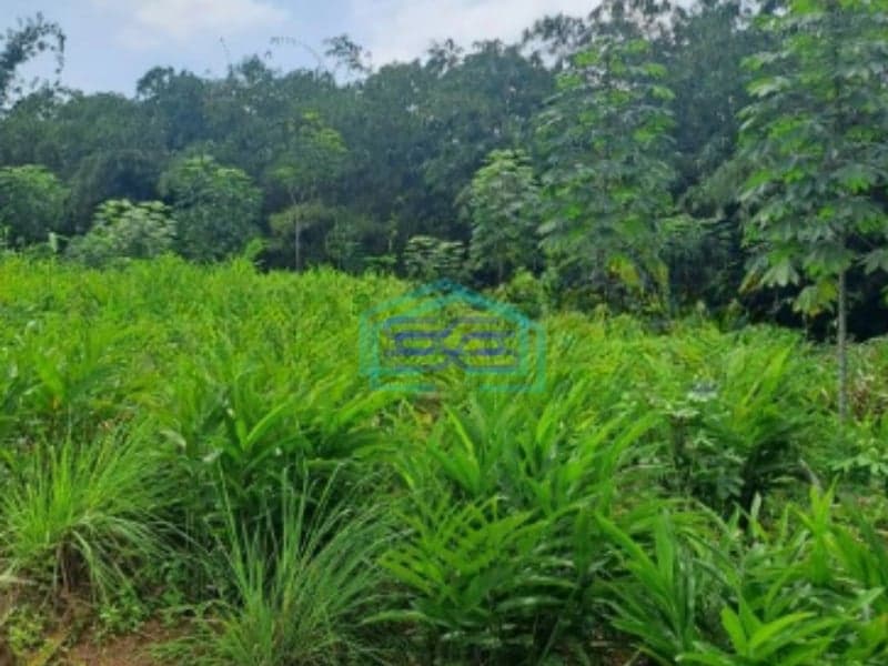 Dijual Tanah Di Daerah Rumpin Bogor Luas Tanah 10000m2