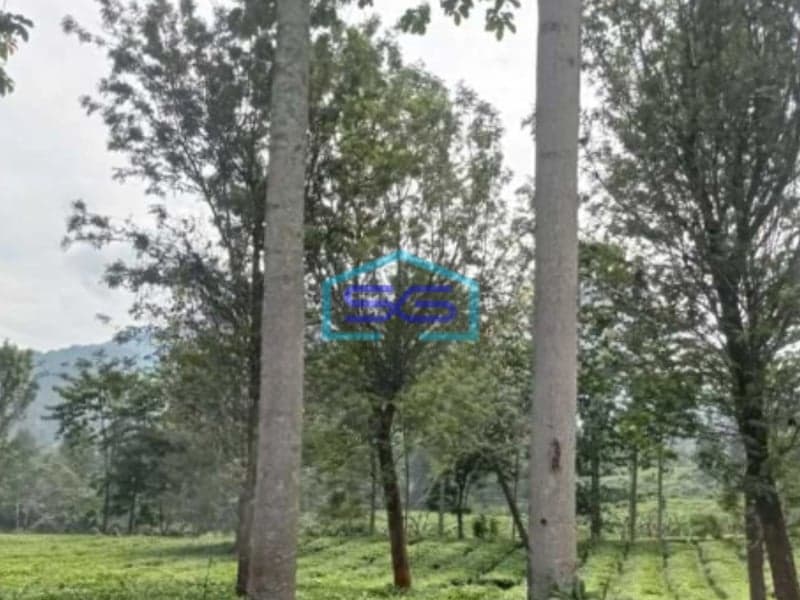 Di Jual Tanah Di Daerah Puncak Puncak, Bogor Luas Tanah  12000 m²