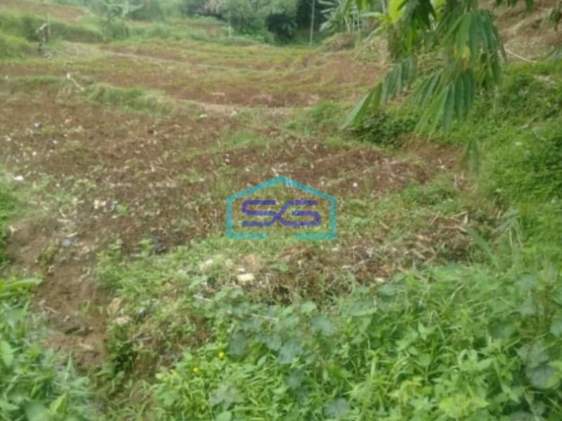 Dijual Tanah Desa di Cicadas Ciampea Bogor Luas 350000m2