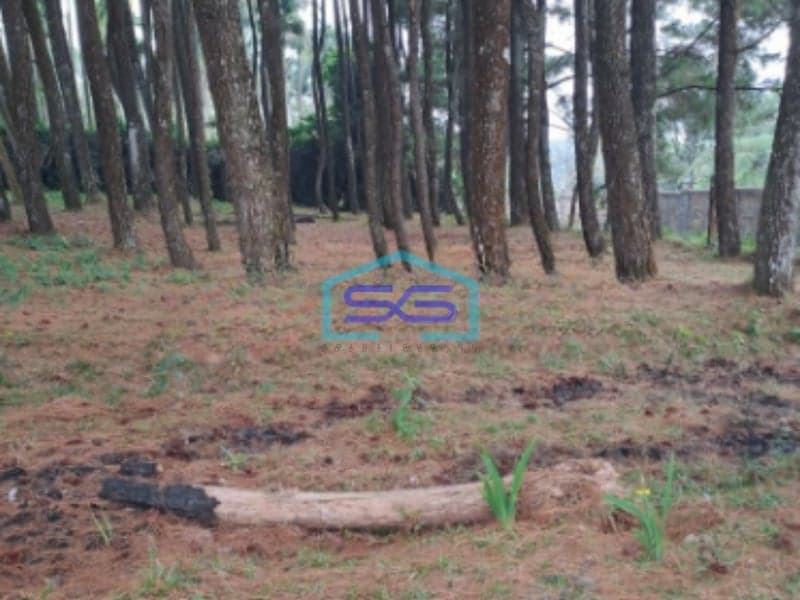 Dijual Tanah Kebon Pinus Desa Gunung Gelis Sukaraja Bogor LT 9000m2