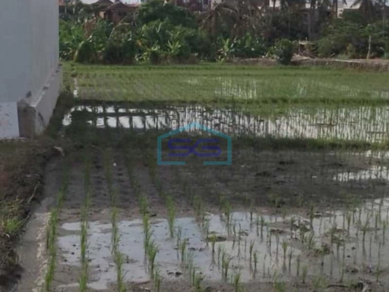 Dijual Tanah Di Pererenan Badung Bali Cocok Buat Invest Luas Tanah 2429m2