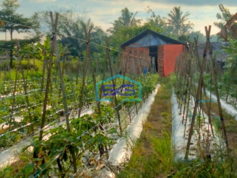 Dijual Tanah Luas Sukamoro Banyuasin Luas Tanah 8000m2