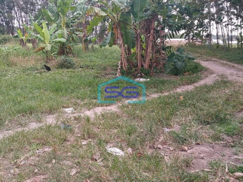 Dijual Tanah 1,2 Ha di Pangkalan Benteng Sukomoro Talang Kelapa Banyuasin Sumatera Selatan