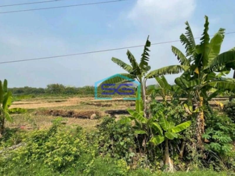 Dijual Tanah Lokasi Mojosari Mojokerto Jawa Timur Harga Nego Luas 20000m2