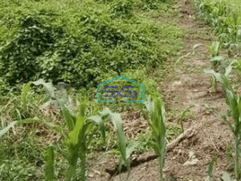 Dijual Tanah Luas 6000m2, Lokasi Strategis di Tangerang