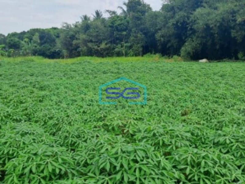 Dijual Tanah Di Area Mekarsari Rumpin Bogor Luas  1000m2