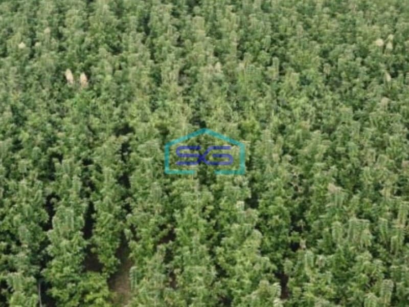 Dijual Tanah Kebun Jati Warungkiara Sukabumi Jawa Barat LT 620000m2