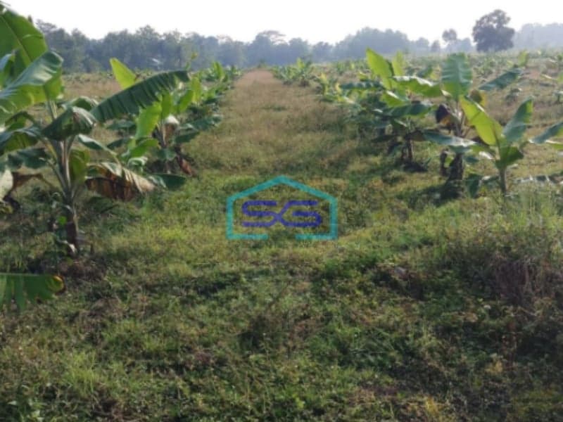 Dijual Tanah Siap Bangun di Desa Kelapanungal Cileungsi Bogor Jawa Barat Luas 10 Ha