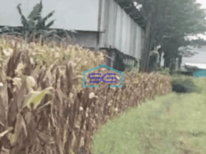 Dijual Tanah Strategis Industri Lokasi Karangawen Demak Luas 10 Hektar