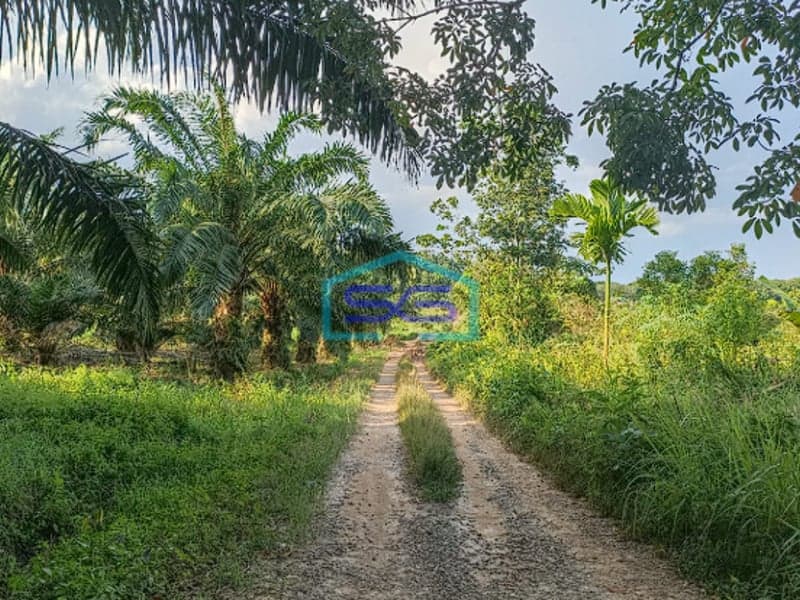 Dijual Tanah 1,2 Ha di Pangkalan Benteng Sukomoro Talang Kelapa Banyuasin Sumatera Selatan