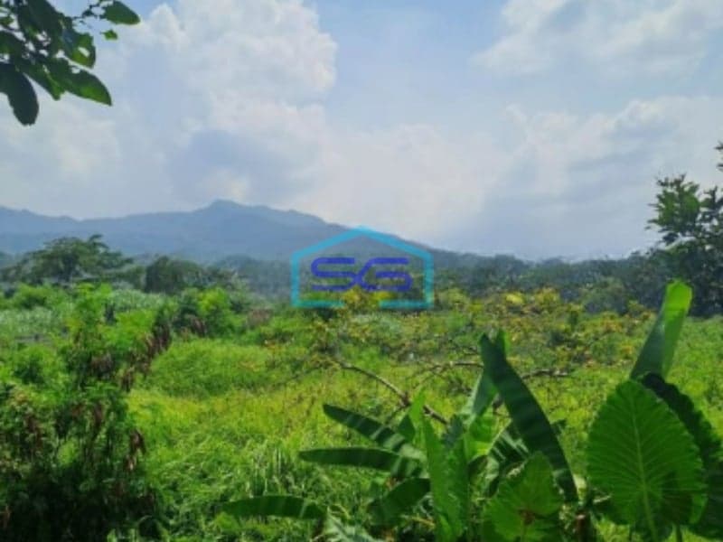 Dijual Tanah di Desa Batu Tulis Nanggung Bogor Luas Tanah 4 Hektar