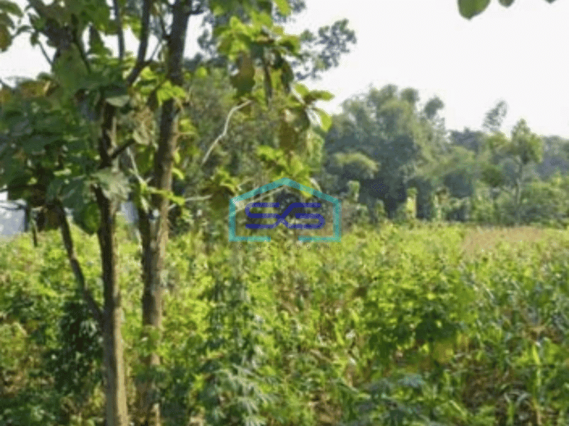 Dijual Tanah lahan lokasi Gemolong Sragen luas 4000m2