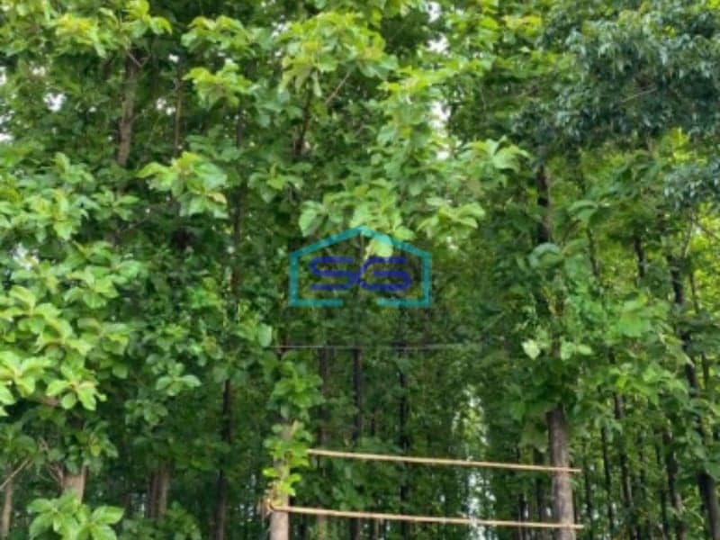 Dijual Tanah Ada Pohon Jati Nya Di Patebon Kendal