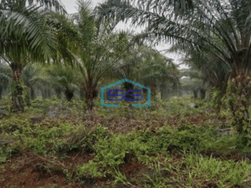 Dijual Tanah Kebun Sawit 550Ha Di Rokan Hilir Riau