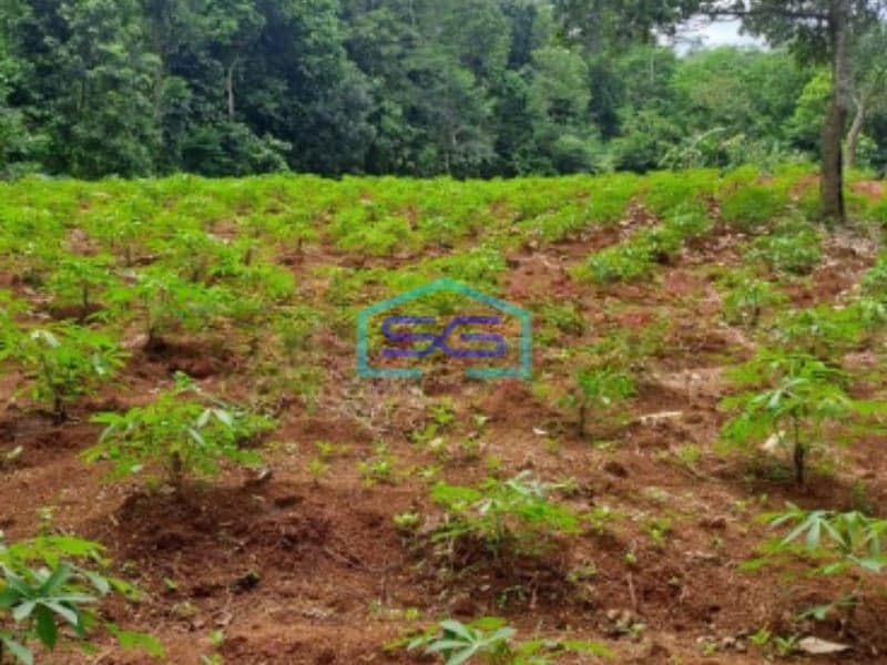 Dijual Tanah Lokasi di Kertajaya Rumpin Bogor Luas Tanah 8000m2