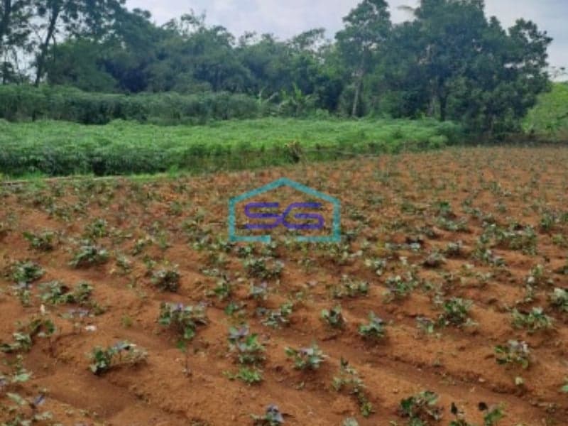 Dijual Tanah Di Ciseeng Bogor Luas Tanah 1000m2