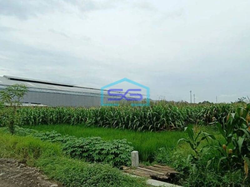 Dijual Tanah Murah Di Menganti Gresik Akses Kontainer Cocok Untuk Pabrik Gudang LT 4500m2