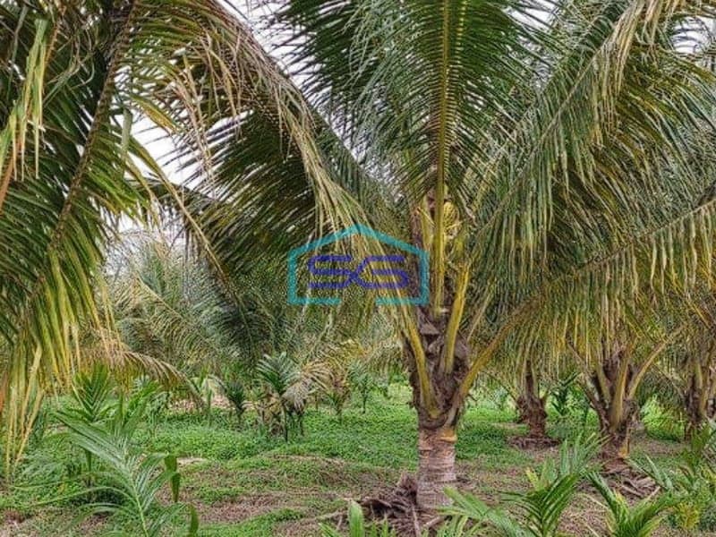 Dijual cepat Tanah 1,6 Hektar di Mendalo Darat, Muaro Jambi LT 162000m2