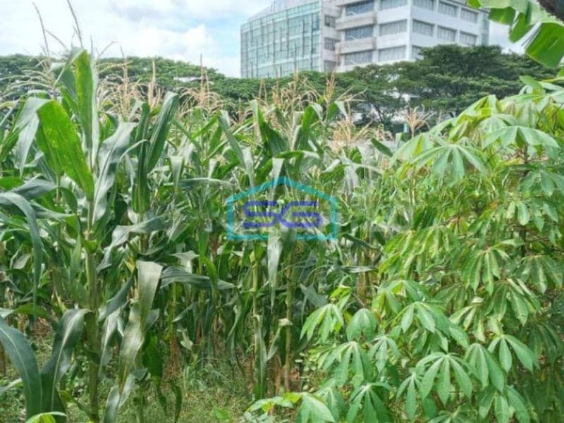 Dijual Tanah di Ciater Buaran BSD City Tangerang LT 6000m2 Lokasi Strategis Pinggir Jalan Raya