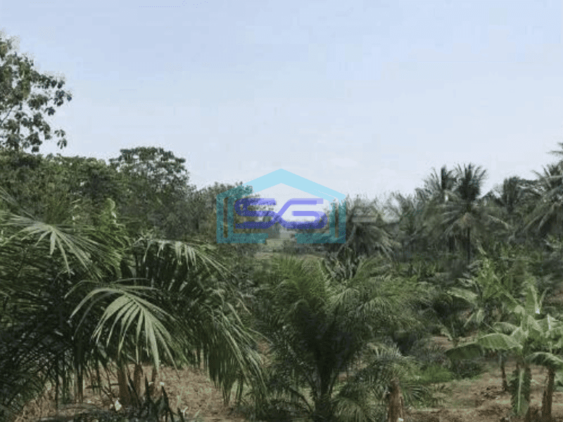Dijual Tanah Harga Murah di Sobang Pandeglang Banten