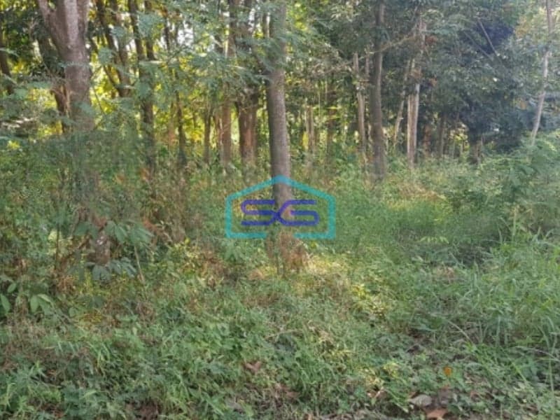 Dijual Tanah Luas 28270 m² Lokasi Strategis di Gringsing Batang Jawa Tengah