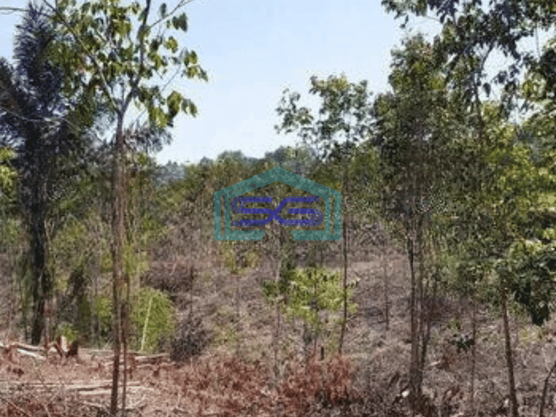 Dijual Tanah Bisa Untuk Gudang Harga Murah di Cipanas Lebak Banten