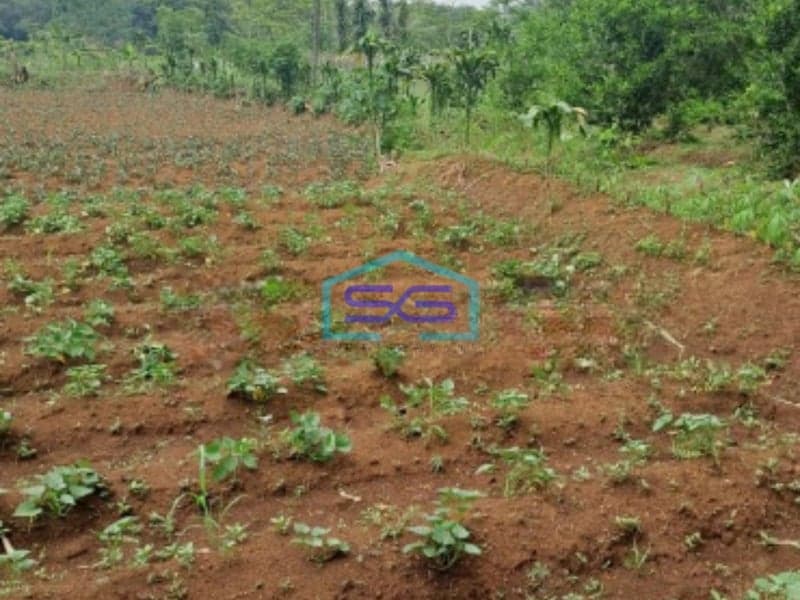 Dijual Tanah Di Ciseeng Bogor Luas Tanah 1000m2