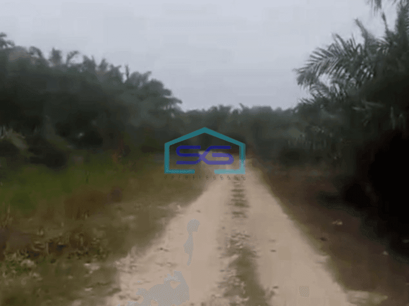 Dijual Tanah Kebun Sawit 200ha Di Siak Riau