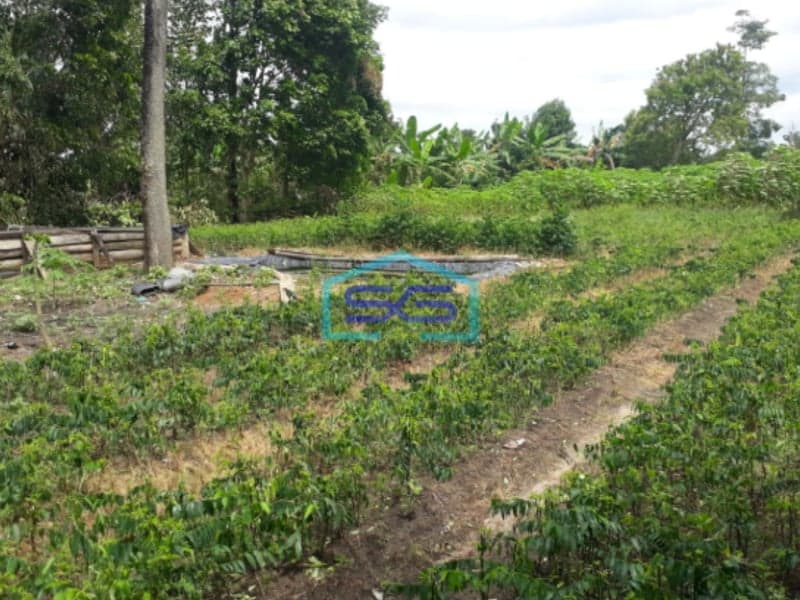 Dijual Murah Tanah Luas Indralaya Utara Desa Parit Jaya Indralaya Sumatera Selatan LT 2 Ha