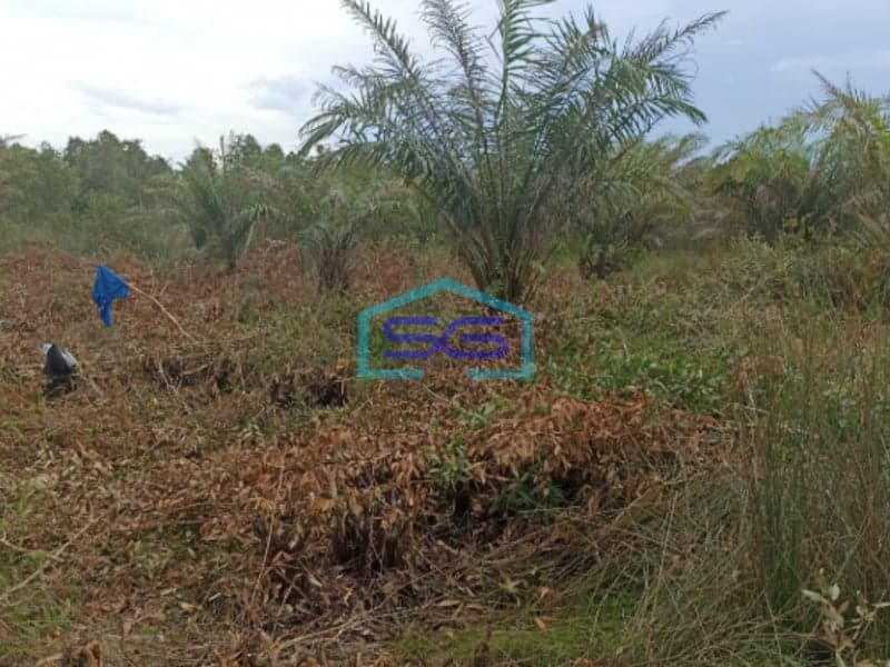 Dijual Lahan Tanah Dusun Parit Indralaya Utara Kab Ogan Ilir Sumatera Selatan LT 45000m2