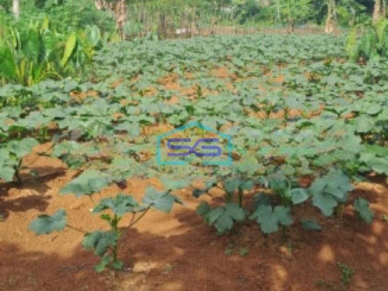 Dijual Tanah Di Kemang Bogor Luas Tanah 13000m2