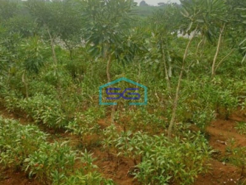 Dijual Tanah Di Ciseeng Bogor Luas Tanah 1200m2 SHM