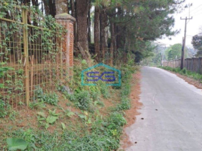 Dijual Tanah Kebon Pinus Desa Gunung Gelis Sukaraja Bogor LT 9000m2