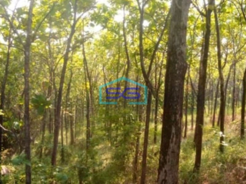 Dijual Tanah di Desa Cibadak Tanjung Sari Bogor Timur LT 10 Hektar