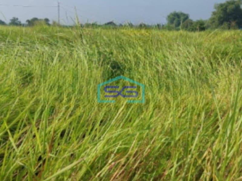 Dijual Tanah Kavling di Menganti Gresik Jawa Timur LT 620m2