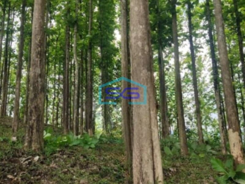 Dijual Tanah Kebun Jati Warungkiara Sukabumi Jawa Barat LT 620000m2