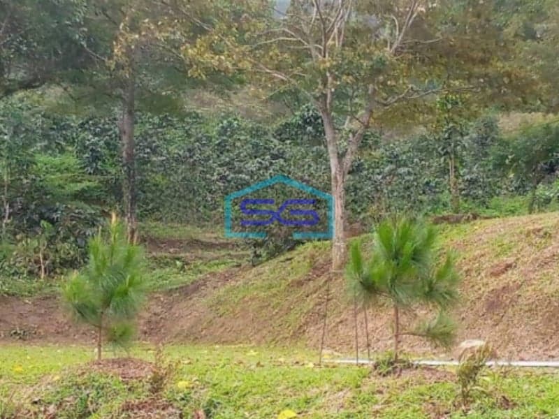 Dijual Tanah di Desa Megamendung Bogor Luas Tanah 100.000m2