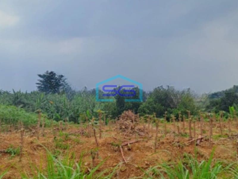 Dijual Tanah Di Sentul Citeureup Bogor Luas Tanah 105 Hektar