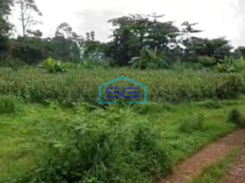 Dijual Tanah Uruk Daerah Gunting Sukorejo Pasuruan Jawa Timur LT 70 Hektar