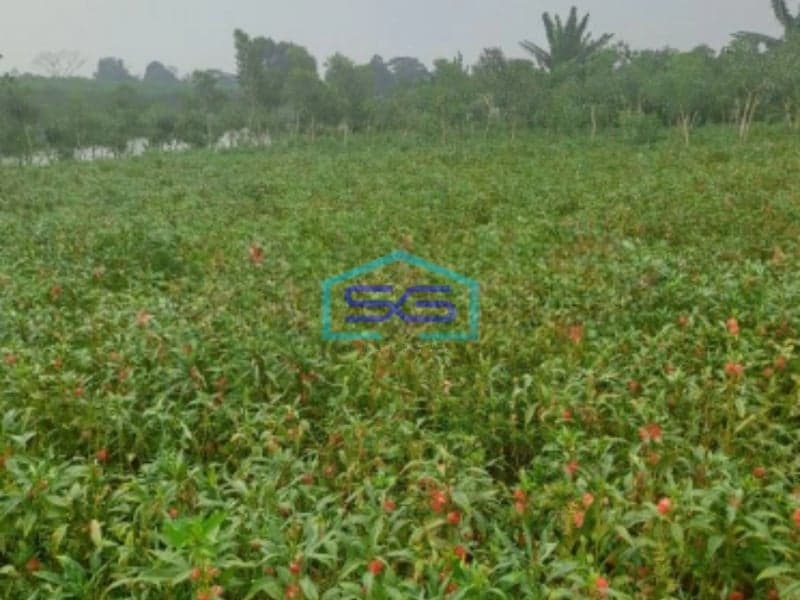 Dijual Tanah Di Ciseeng Bogor Luas Tanah 1200m2 SHM