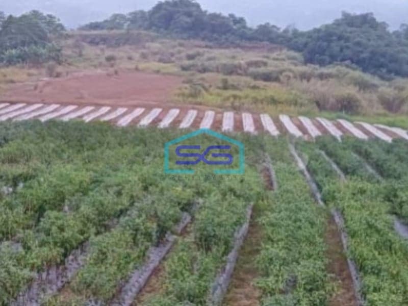 Dijual Tanah Desa Cisaat Cicurug Sukabumi Luas Tanah 40000m2