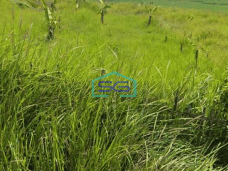 Dijual Tanah 5 Sampai 10 Hektar Di Sirnajati Cibarusah Bekasi